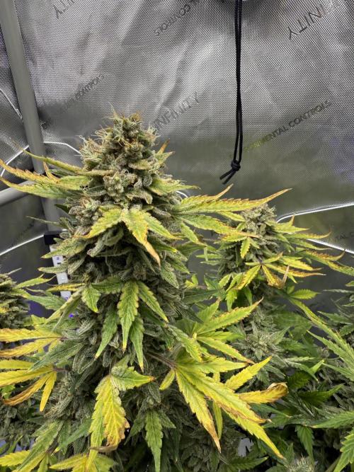 Aunt Ginny’s Elixir. Week 13