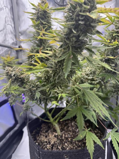 Aunt Ginny’s Elixir. Week 13