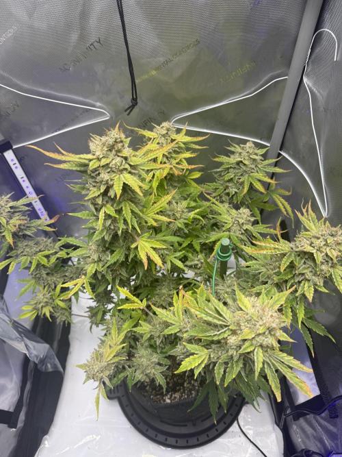 Aunt Ginny’s Elixir. Week 14