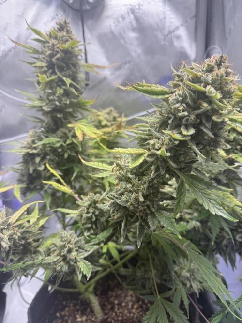 Aunt Ginny’s Elixir. Week 14