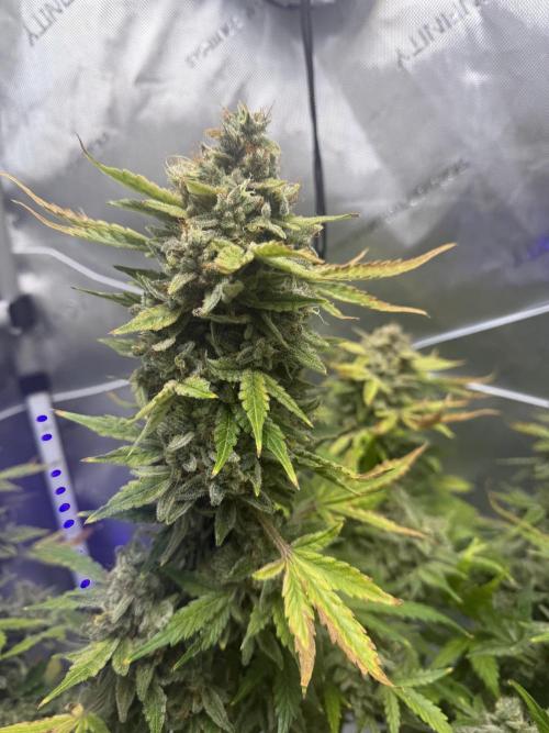 Aunt Ginny’s Elixir. Week 14