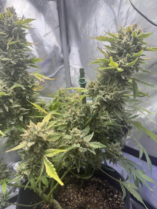 Aunt Ginny’s Elixir. Week 14