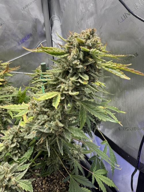 Aunt Ginny’s Elixir. Week 14