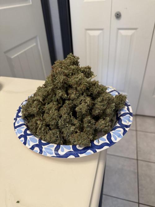 Aunt Ginny’s Elixir. Week 15