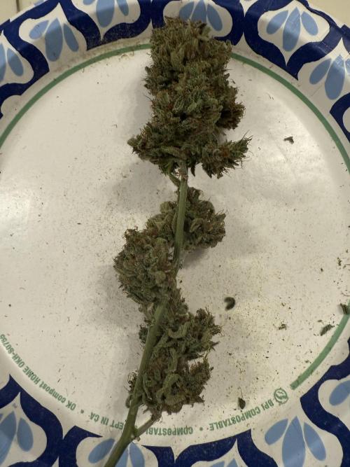 Aunt Ginny’s Elixir. Week 15