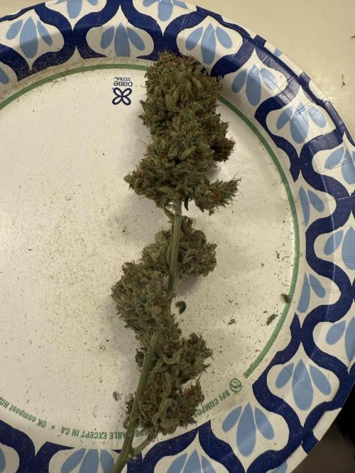 Aunt Ginny’s Elixir. Week 15