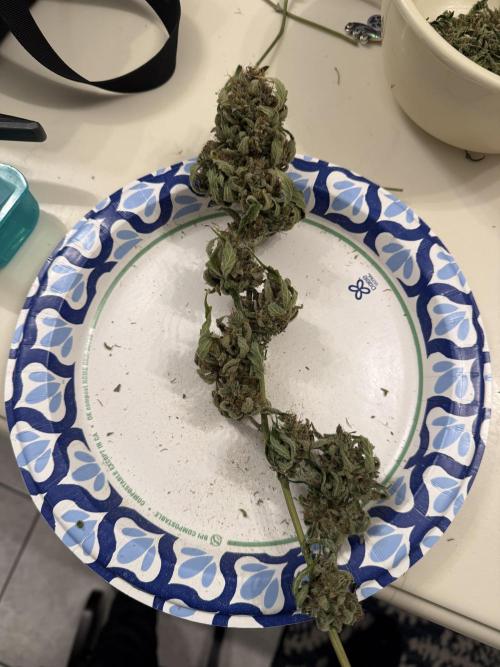 Aunt Ginny’s Elixir. Week 15