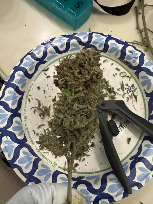 Aunt Ginny’s Elixir. Week 15