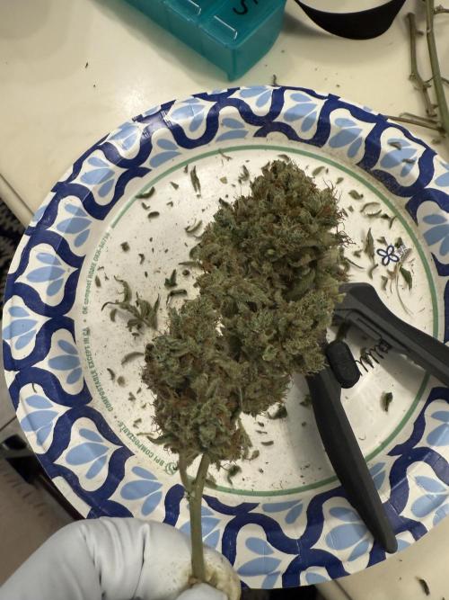 Aunt Ginny’s Elixir. Week 15