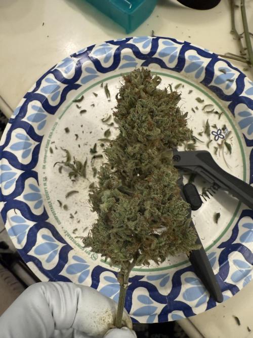 Aunt Ginny’s Elixir. Week 15