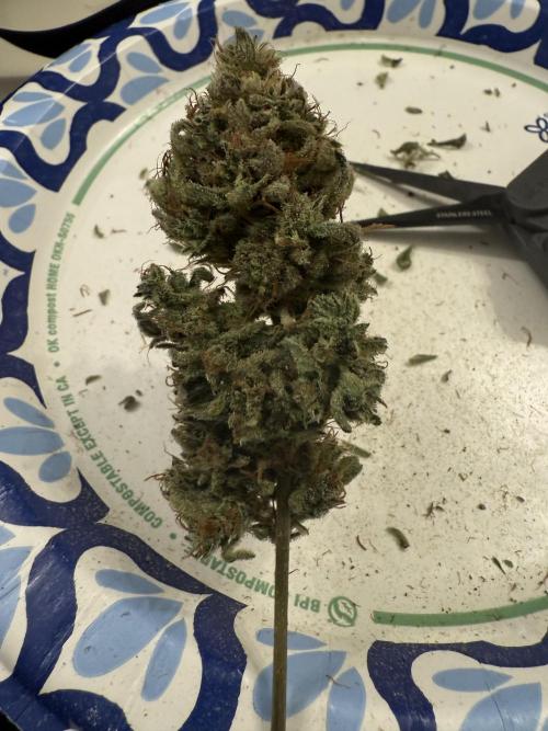 Aunt Ginny’s Elixir. Week 15