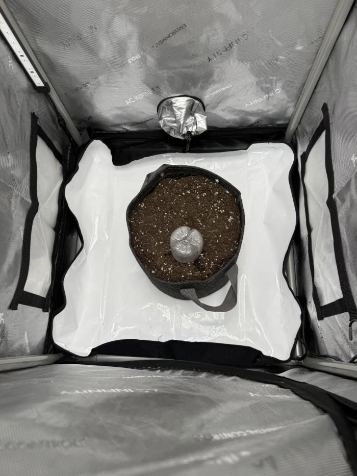 Piglettas purple potion. Week 0 - Soaked in water for 18hrs and then 5 days in a wet paper towel and planted today