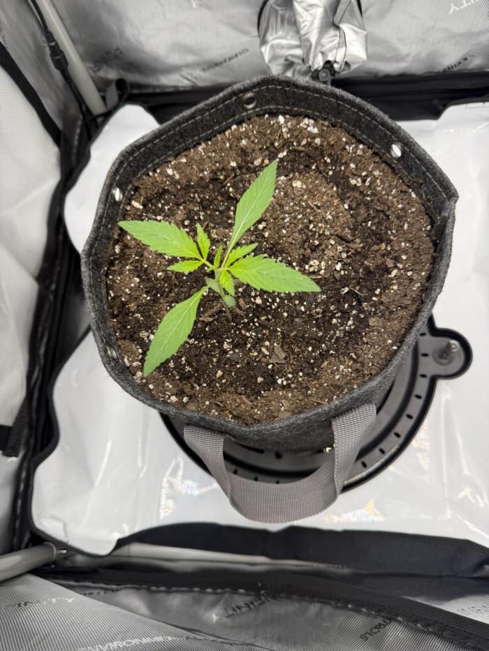 Piglettas purple potion. Week 1