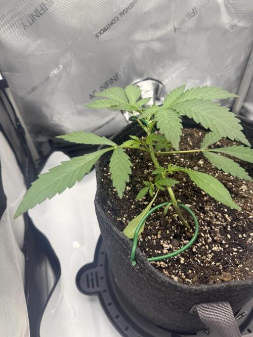 Piglettas purple potion. Week 2