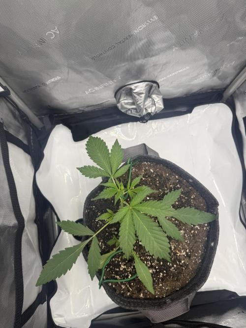 Piglettas purple potion. Week 2