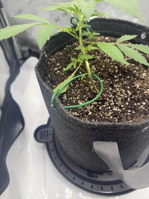 Piglettas purple potion. Week 2