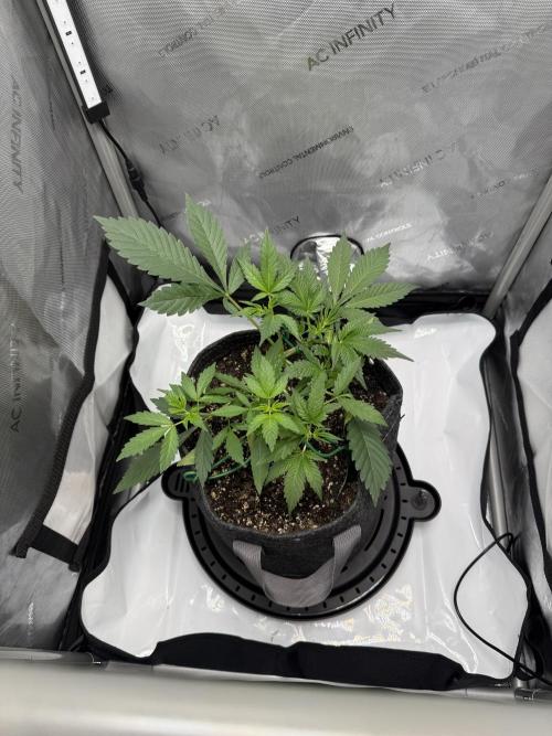 Piglettas purple potion. Week 3