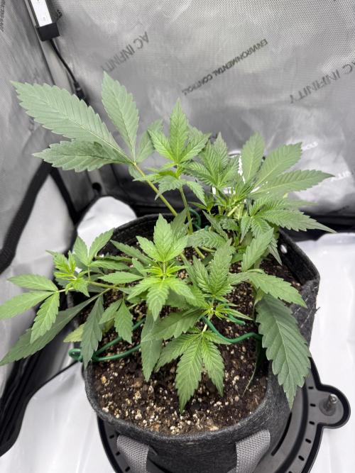 Piglettas purple potion. Week 3