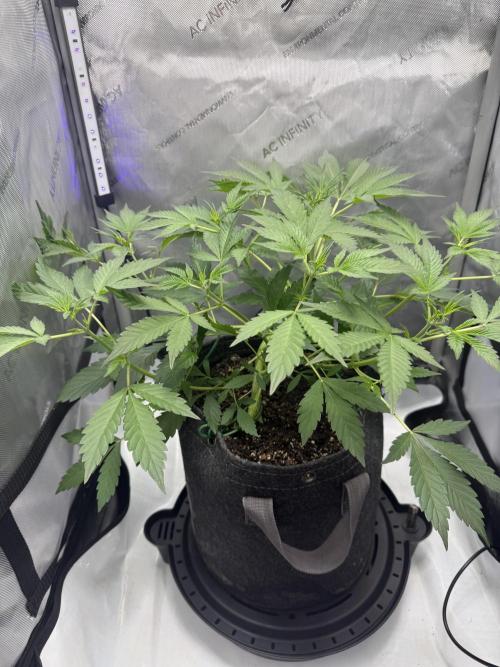 Piglettas purple potion. Week 4