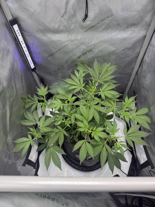 Piglettas purple potion. Week 4