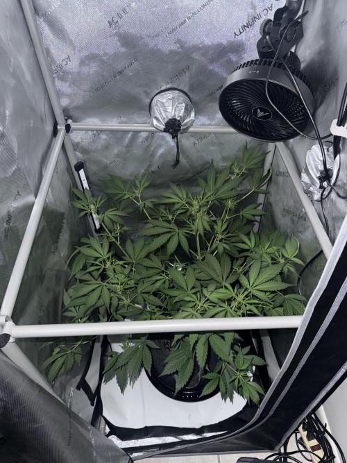 Piglettas purple potion. Week 5