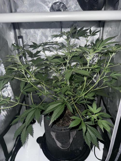 Piglettas purple potion. Week 5