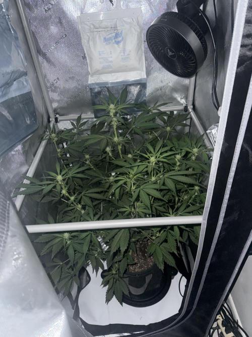 Piglettas purple potion. Week 6