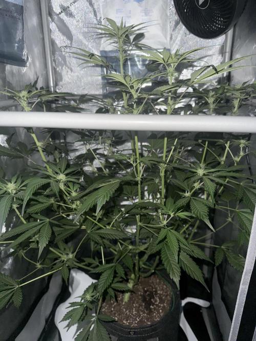 Piglettas purple potion. Week 6