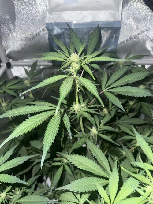 Piglettas purple potion. Week 6