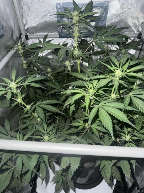 Piglettas purple potion. Week 6