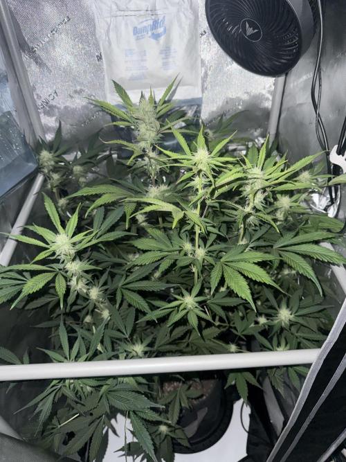 Piglettas purple potion. Week 7