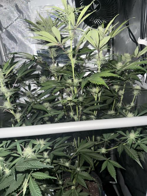 Piglettas purple potion. Week 7