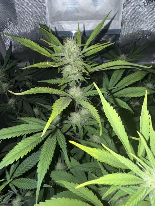 Piglettas purple potion. Week 7