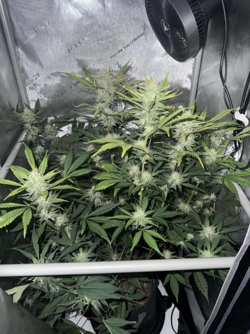 Piglettas purple potion. Week 8