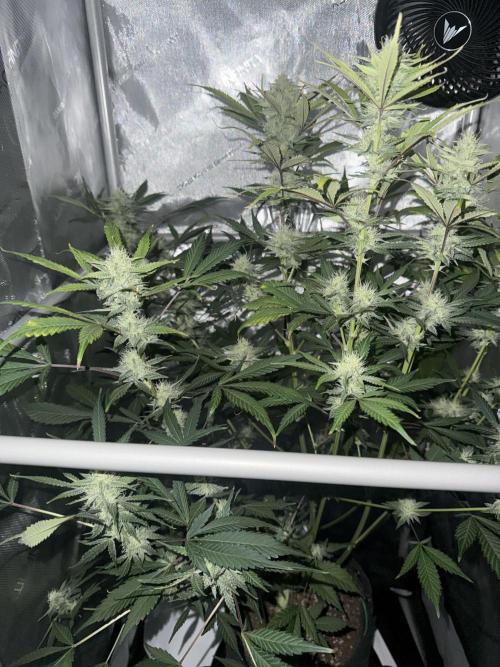 Piglettas purple potion. Week 8