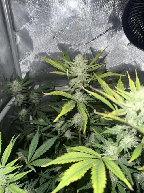 Piglettas purple potion. Week 8
