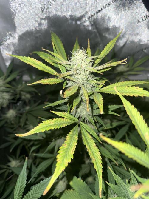 Piglettas purple potion. Week 8