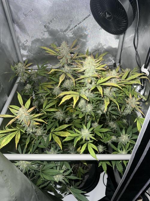 Piglettas purple potion. Week 9