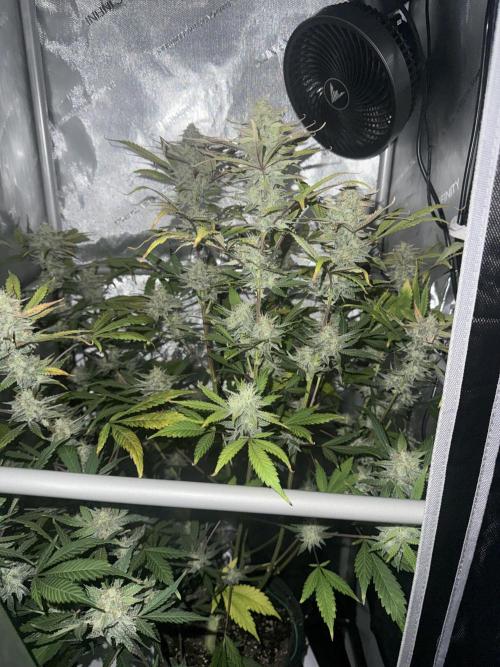 Piglettas purple potion. Week 9
