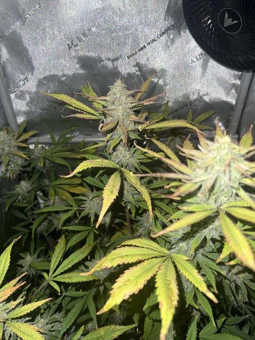 Piglettas purple potion. Week 9