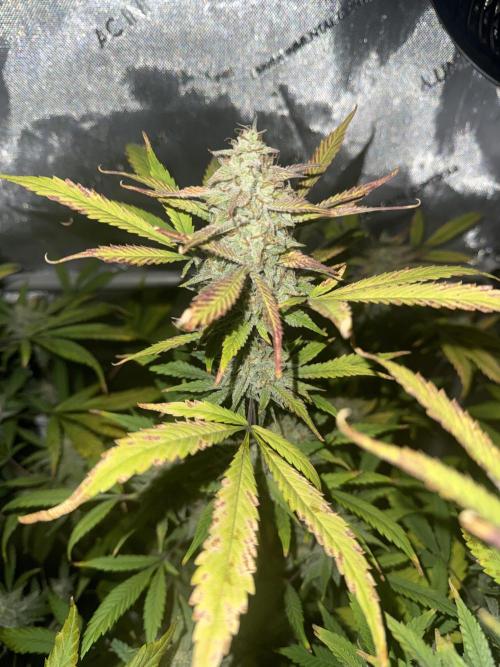 Piglettas purple potion. Week 9
