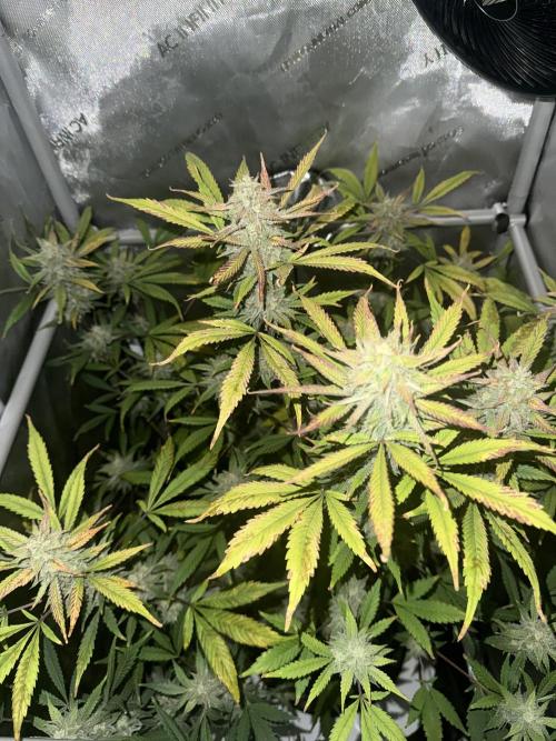 Piglettas purple potion. Week 9