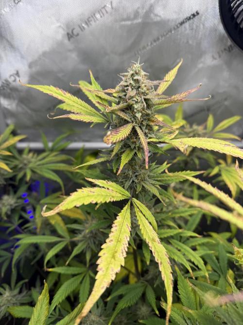 Piglettas purple potion. Week 9