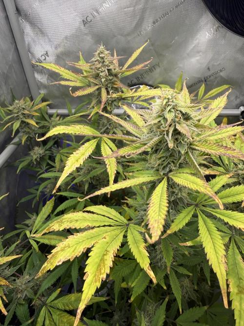 Piglettas purple potion. Week 9