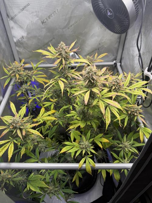 Piglettas purple potion. Week 10