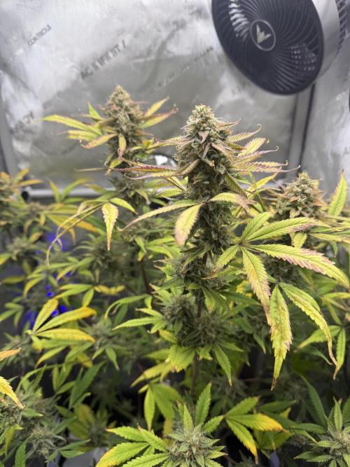 Piglettas purple potion. Week 10