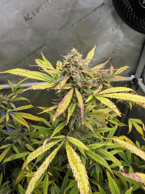 Piglettas purple potion. Week 10