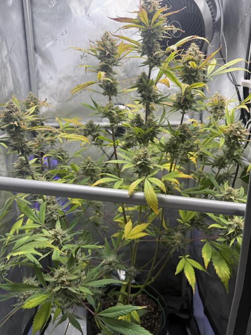Piglettas purple potion. Week 10