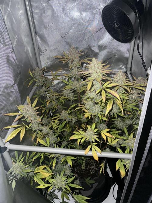 Piglettas purple potion. Week 11