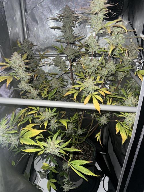 Piglettas purple potion. Week 11